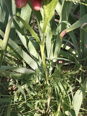 Panicum capillare