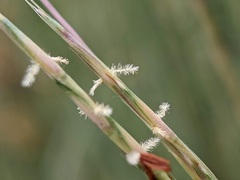 Schizachyrium scoparium