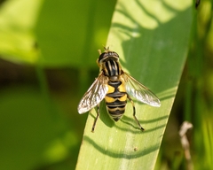 Helophilus latifrons