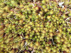 Polytrichum