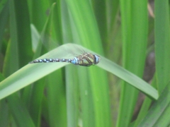 Aeshna mixta