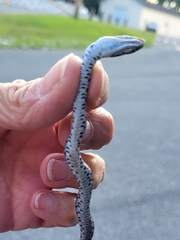 Coluber constrictor constrictor