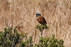 Ochthoeca oenanthoides