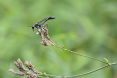 Eremnophila aureonotata