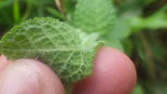 Mentha suaveolens