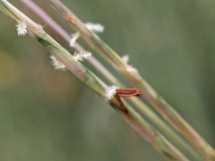 Schizachyrium scoparium