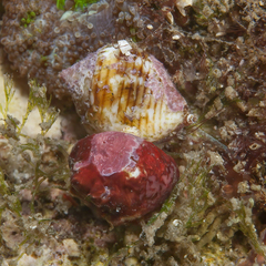 Euplica turturina