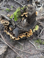 Fungi