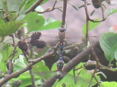 Aeshna mixta