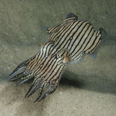 Sepioloidea lineolata