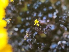 Rudbeckia triloba