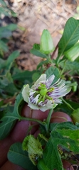 Passiflora bryonioides