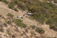 Oressochen melanopterus