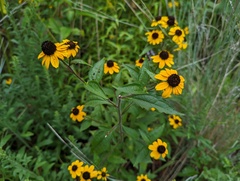 Rudbeckia triloba