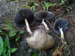 Stropharia