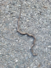 Coluber constrictor constrictor