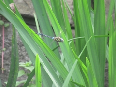 Aeshna mixta