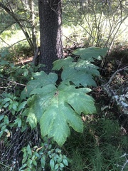 Apiales