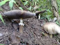Stropharia