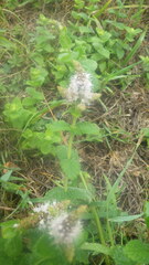 Mentha suaveolens