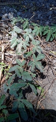 Passiflora bryonioides