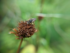 Anthidium manicatum