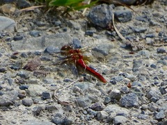 Sympetrum pallipes