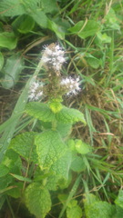 Mentha suaveolens