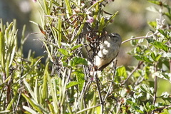 Conirostrum cinereum