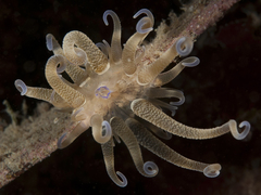 Anthozoa