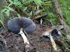 Stropharia