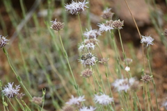 Monardella linoides