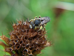 Anthidium manicatum