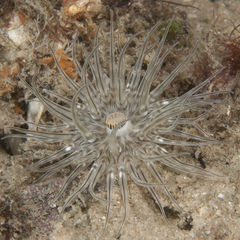 Anthozoa