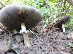 Stropharia