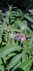 Solanum lanceolatum