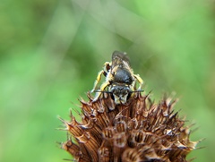 Anthidium manicatum