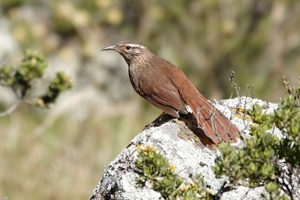 Striated Earthcreeper (Geocerthia serrana) photo