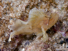 Taenianotus triacanthus