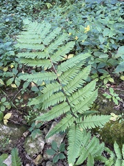 Dryopteris goldieana