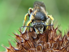 Anthidium manicatum