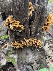 Fungi