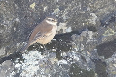 Cinclodes albiventris