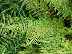 Dennstaedtia punctilobula