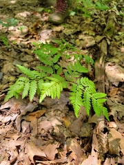 Botrypus virginianus