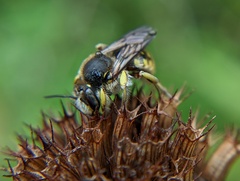 Anthidium manicatum
