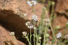 Monardella linoides