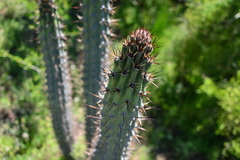 Cereus aethiops