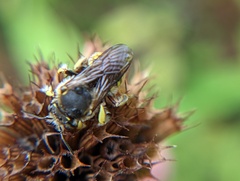 Anthidium manicatum