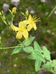 Hypericum formosum